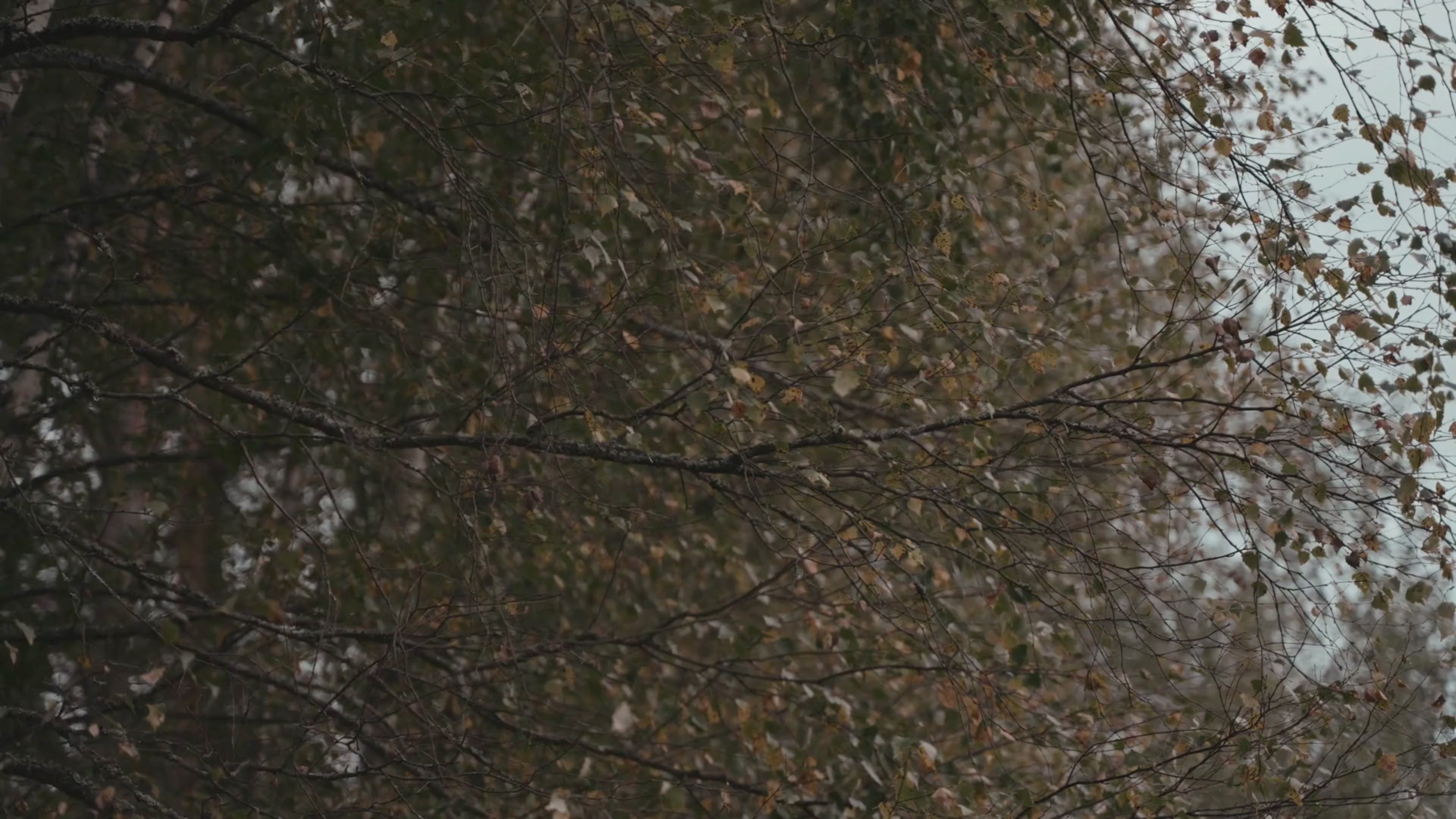 Load video: Made-to-order linen curtains hanging in a natural outdoor setting